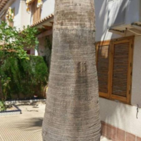 Apartamento La casa de la Palmera Torrevieja Exterior foto