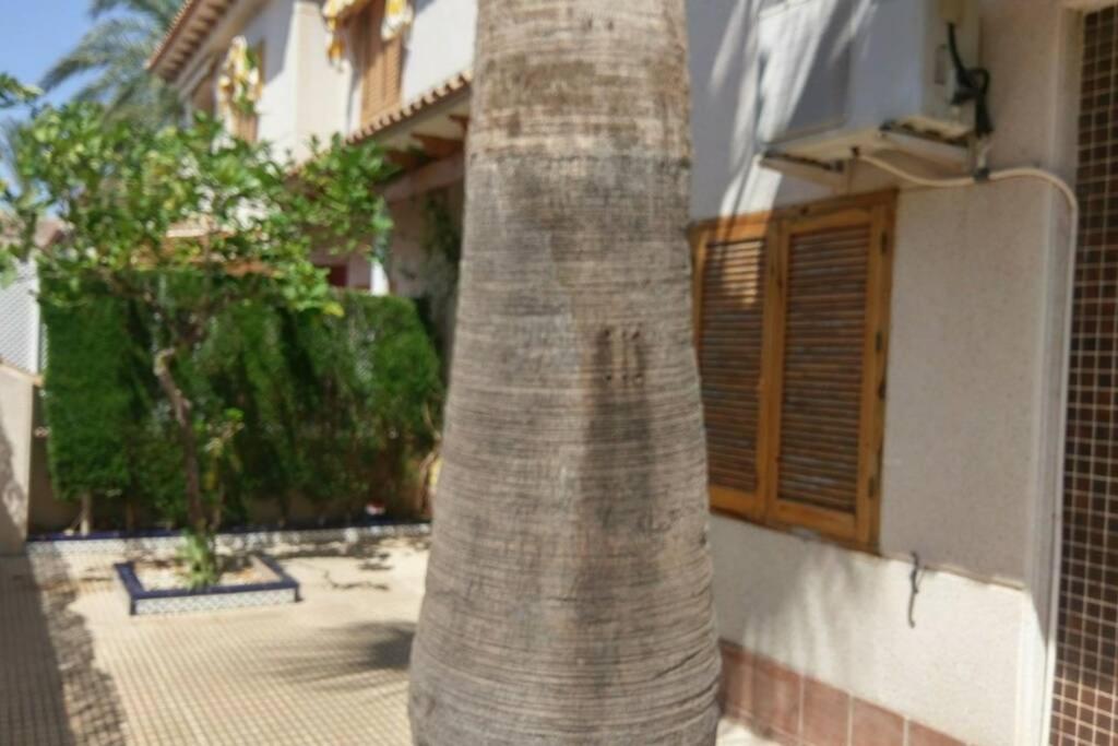 Apartamento La casa de la Palmera Torrevieja Exterior foto